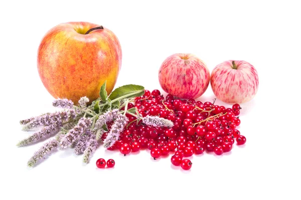 Äpfel, rote Johannisbeeren und Minze — Stockfoto