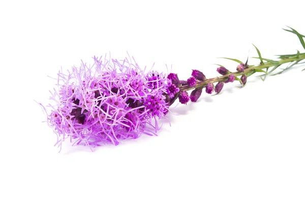 Liatris on a white — Stock Photo, Image