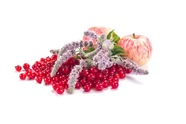 Äpfel, rote Johannisbeeren und Minze — Stockfoto