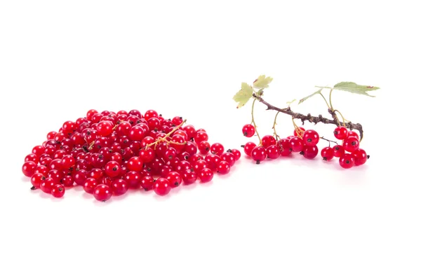 Sprig of red currant with leaves — Stock Photo, Image