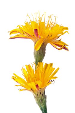 Bitki alan ekmek thistle