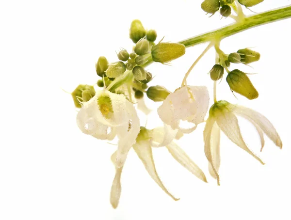 Squirting cucumber or exploding cucumber  plant — Stock Photo, Image