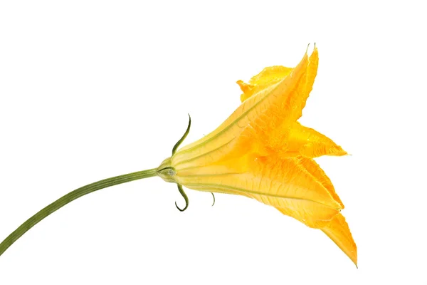 Grote bloem van plantaardige courgette — Stockfoto
