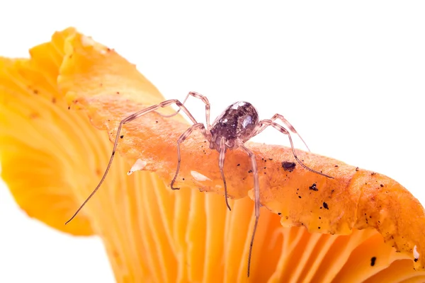 Araignée sur un champignon — Photo