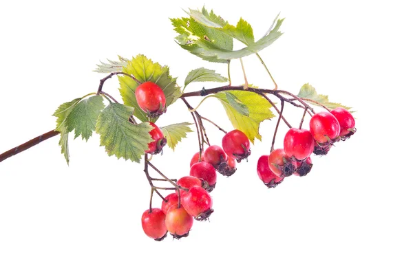 Berries of hawthorn — Stock Photo, Image
