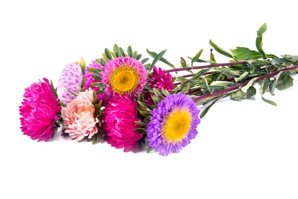 Bouquet di astri — Foto Stock
