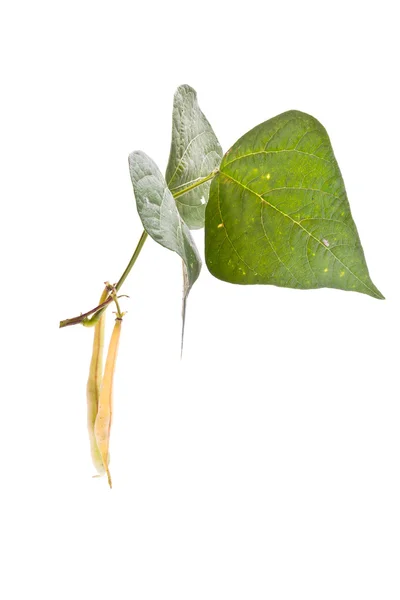 Branch of kidney bean with pods — Stock Photo, Image