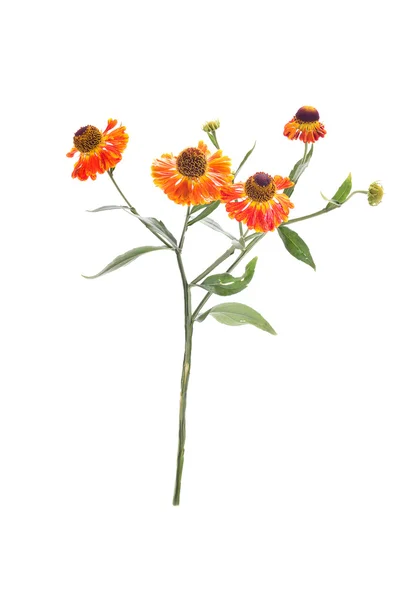 Flor do jardim Helenium — Fotografia de Stock