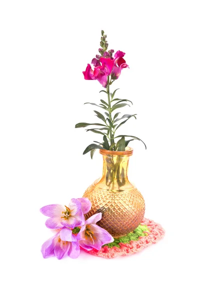 Colchicum gorgeous and snapdragon — Stock Photo, Image