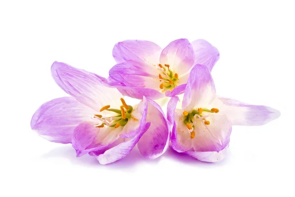 Colchicum gorgeous bouquet — Stock Photo, Image