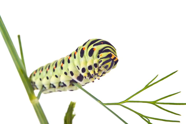 Swallowtail butterfly caterpillar — Stock Photo, Image