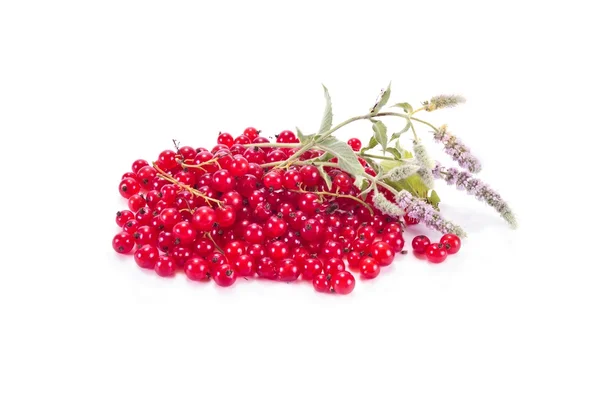 Red currant with the leaves of mint — Stock Photo, Image