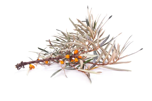 Ripe berries of sea-buckthorn on a branch — Stock Photo, Image