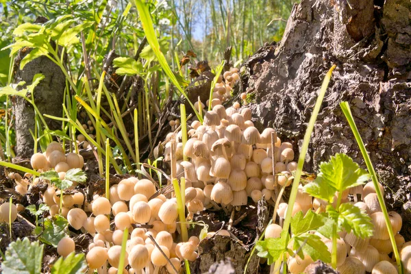 Mushrooms Coprinus scattered — Stock Photo, Image