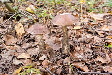 Kahverengi kap Boletus ormana mantar