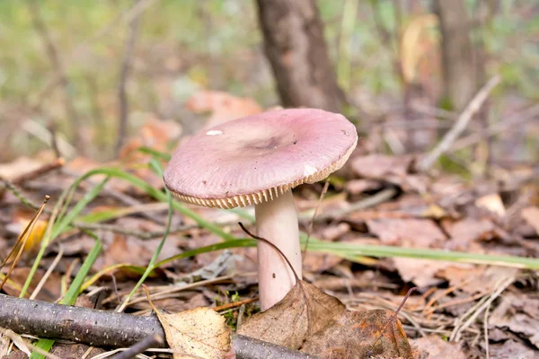 Russula rose dans la forêt — Photo