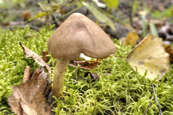 Toadstool en forêt — Photo