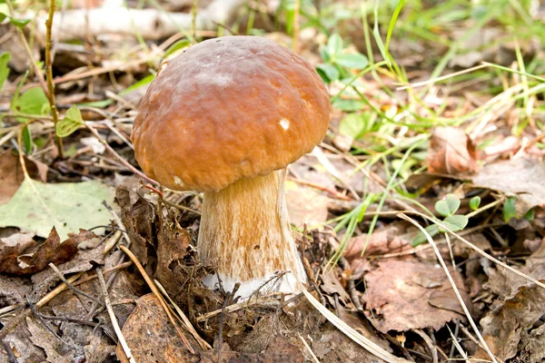 Cep on a white — Stock Photo, Image