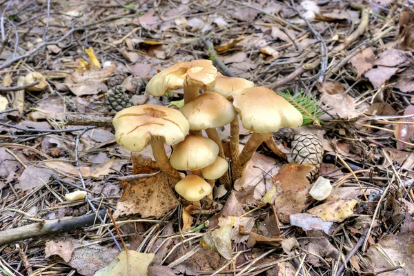 Taburete en el bosque —  Fotos de Stock