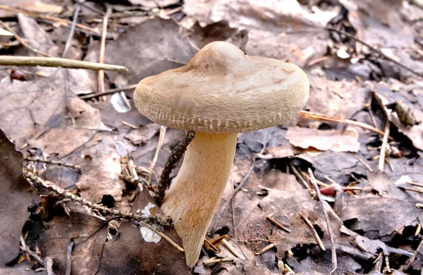 Un fungo Paxillus — Foto Stock