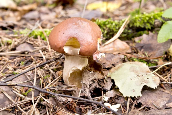 Champignon de Suillus clintonianus dans la forêt — Photo