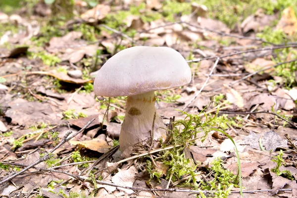 Toadstool en forêt — Photo