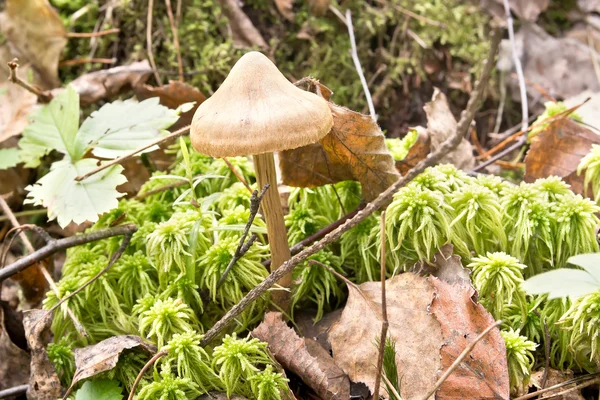 Toadstool na floresta — Fotografia de Stock