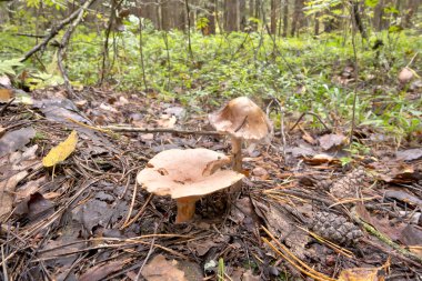 Mantarı mantar ve safran süt kap ormanda