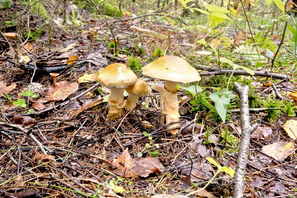 Toadstool en forêt — Photo