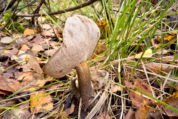 숲에 갈색 모자 Boletus 버섯 — 스톡 사진
