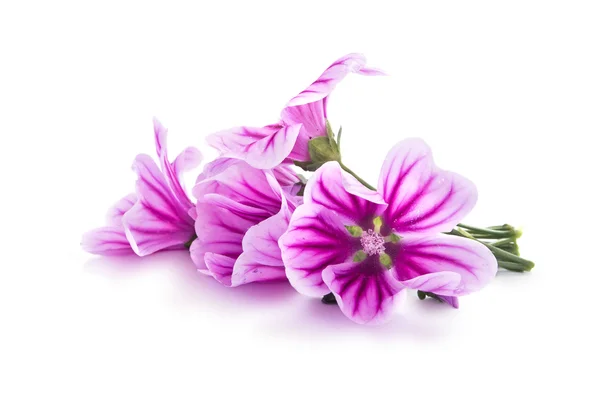 Garden flower Lavatera — Stock Photo, Image