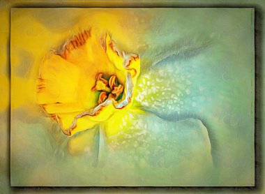 Tuval üzerine yağlı boya. Fotoğraflı resim, resmin taklidi. Çiçek narsisleri ve çiy damlaları. Bokeh, bulanık. Görüntü