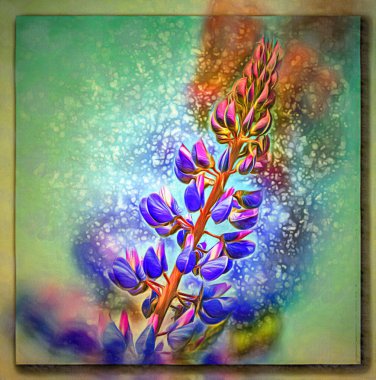 Tuval üzerine yağlı boya. Fotoğraflı resim, resmin taklidi. Çiçekli lupin. Bokeh, bulanık. Görüntü