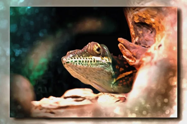 Oil Paint Canvas Picture Photo Imitation Painting Illustration Lizard Anolis — Stock Photo, Image