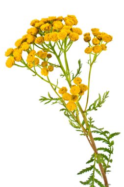 Blooming Tanacetum clipart