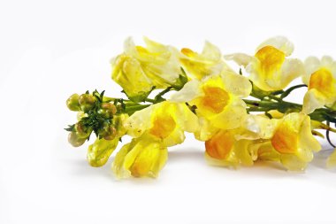 çiçek linaria