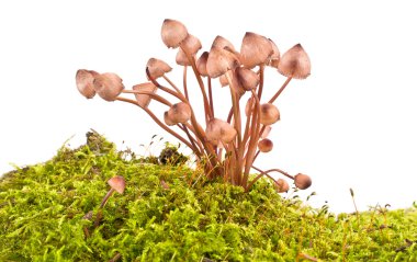 mantar mycena 