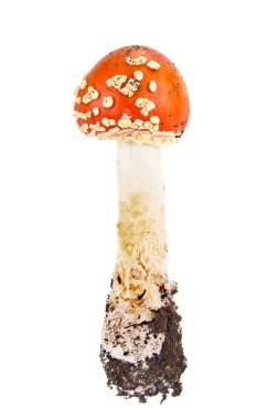 mantar amanita