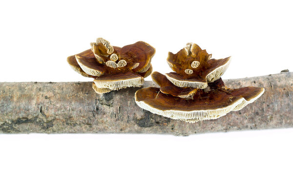 Грибная полипура
