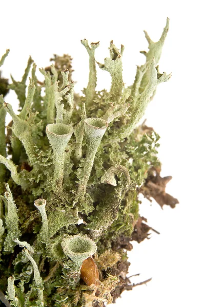 Lichen — Stock Photo, Image