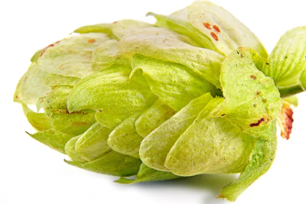 Hopfen oder Humulus — Stockfoto