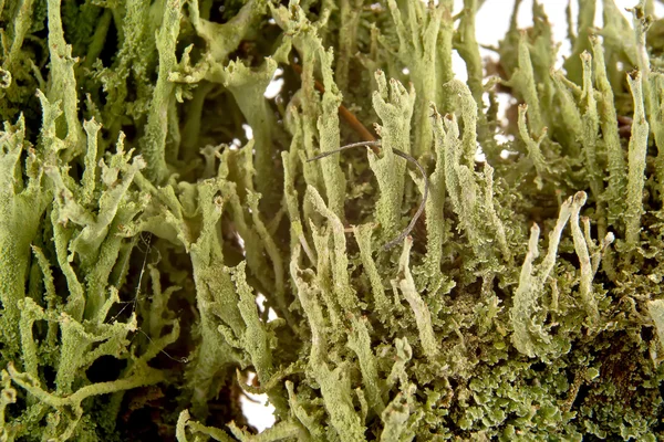 Lichen — Photo