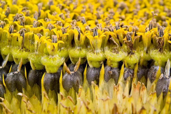 Zonnebloem — Stockfoto