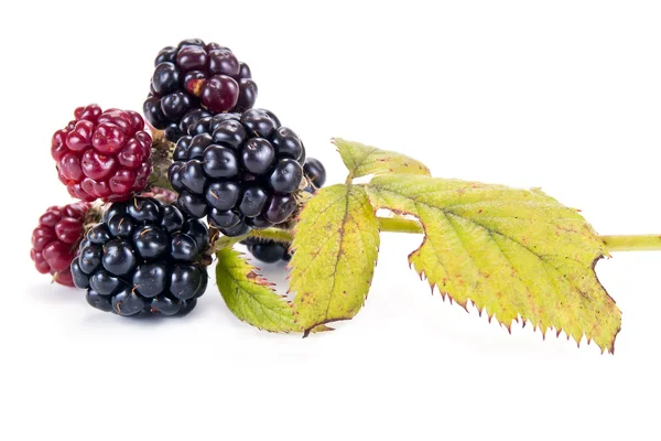 Garden blackberry — Stock Photo, Image