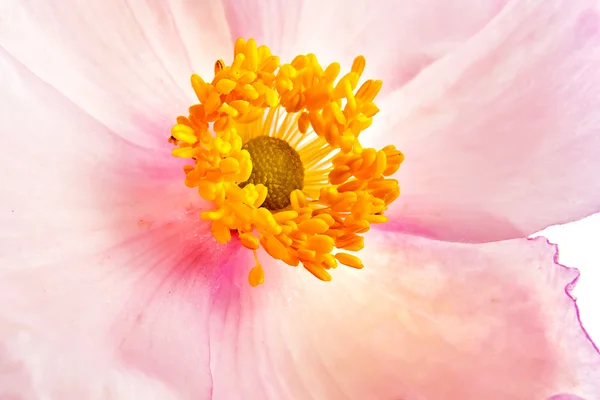 Blomman är anemone — Stockfoto