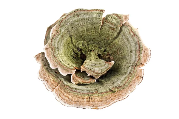 Pilz-Polypore — Stockfoto