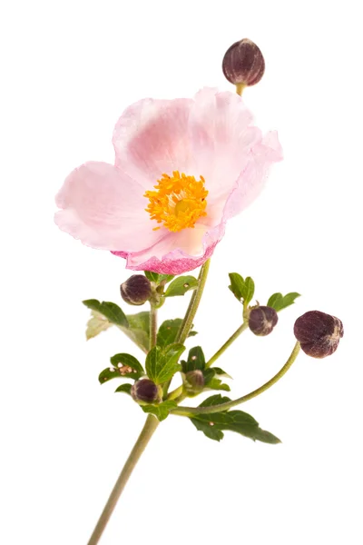 Blomman är anemone — Stockfoto