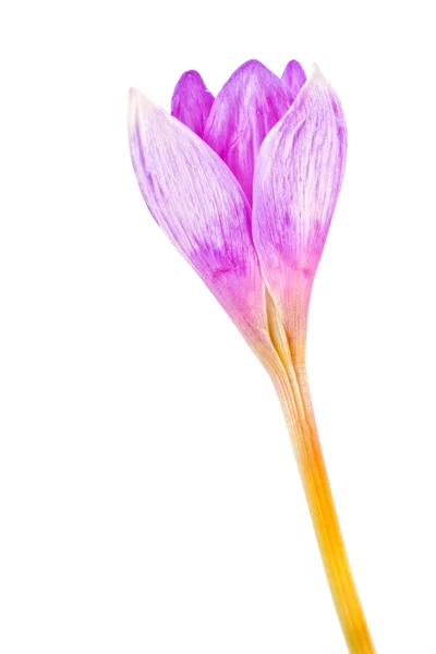 Une fleur Colchicum — Photo