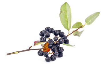siyah chokeberry aronia veya siyah rowan