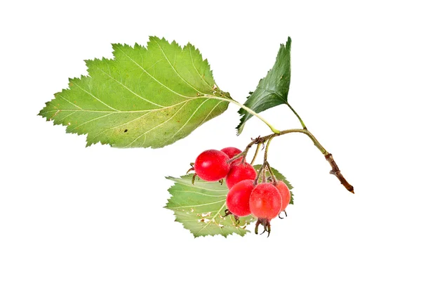 Crataegus aestivalis — Stock Photo, Image